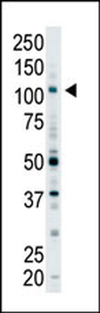 EPS15R Antibody (N-term)