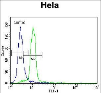 UBE3A Antibody (C-term)