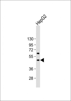 BMP9 (GDF2) Antibody (N-term)