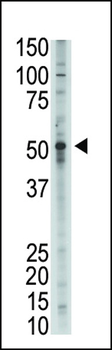 BMP9 (GDF2) Antibody (N-term)