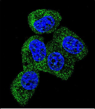 TAU Antibody (C-term)