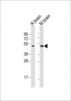 TAU Antibody (C-term)