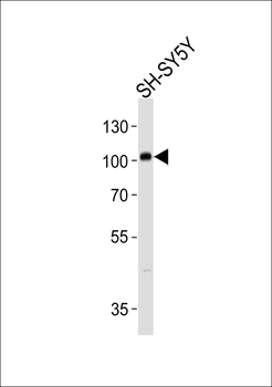 PROX1 Antibody (S197)