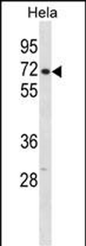 CPSF6 Antibody (N-term)