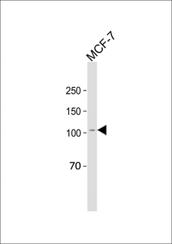 CUL4B Antibody (Center)