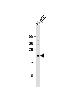 Neurogenin1 (NeuroG1) Antibody (N-term)