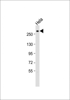 Nestin Antibody (S1409)