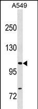 GEMIN4 Antibody (N-term)