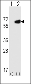 CD73 (NT5E) Antibody (C-term)