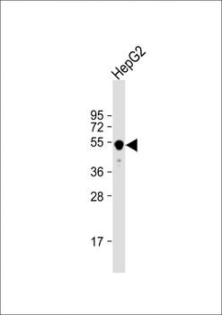 GLUD2 Antibody (N-term)