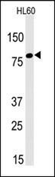 LEO1 Antibody (N-term)