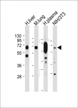 LGALS3BP Antibody (Center)