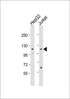 MAN2C1 Antibody(N-term)