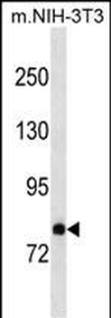 Mouse Dab2 Antibody(C-term)