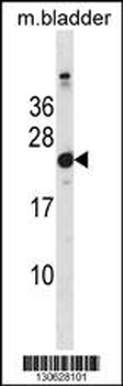 Mouse Hras1 Antibody(C-term)