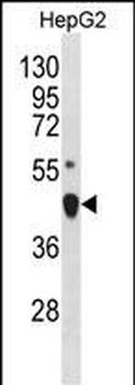 LHX4 Antibody(Center)