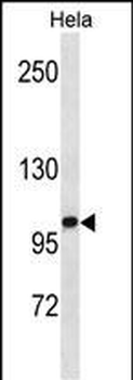 ZHX1 Antibody(C-term)