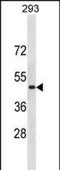 RNF135 Antibody(C-term)