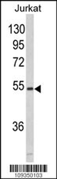 MFAP1 Antibody (N-term)