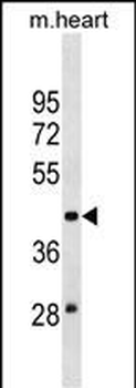 MOCS3 Antibody (N-term)