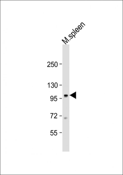 Mouse Nod1 Antibody (Center)