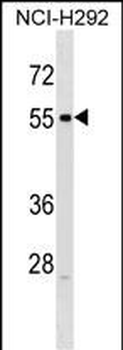 RXFP3 Antibody (C-term)