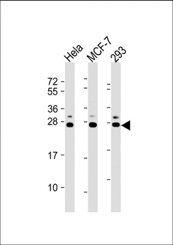 KDELR Antibody (C-term)