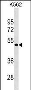 GPR39 Antibody (C-term)