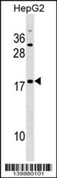 SPANXE Antibody (Center)
