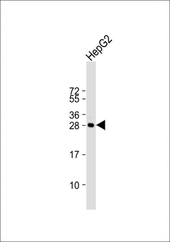 HILS1 Antibody (N-term)