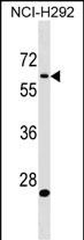 APBA3 Antibody (Center)