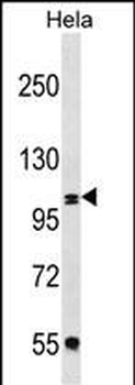 COPB2 Antibody (C-term)