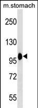 COPB2 Antibody (C-term)