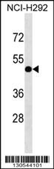 INTS4L1/INTS4L2 Antibody (Center)