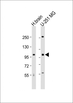 MBD6 Antibody (C-term)