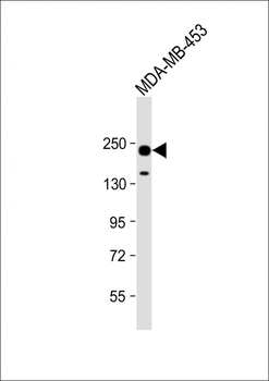 ERBB2 Antibody (C-term S1054)