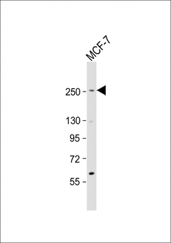SCRIB Antibody (N-term)
