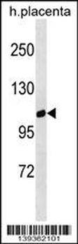 GPRC6A Antibody (Center)
