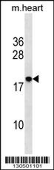 RNF24 Antibody (Center)