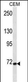 FZD3 Antibody (C-term)