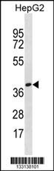 OR4X1 Antibody (N-term)