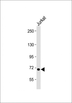 HBS1L Antibody (Center)