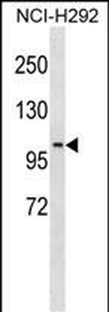 PDE4C Antibody (N-term)