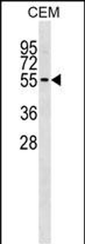 ERMAP Antibody (N-term)