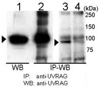 UVRAG Antibody (C-term)