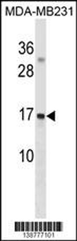 GABARAPL3 Antibody (Center)