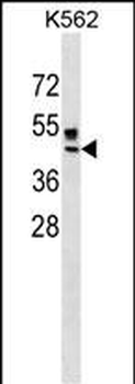 ZNRF4 Antibody (N-term)