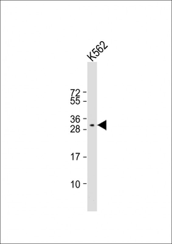 PAFAH1B2 Antibody (Center)