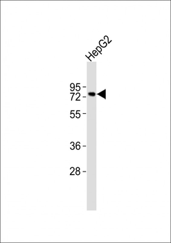 TFE3 Antibody (N-term)