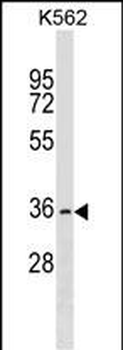 OR2AG2 Antibody (N-term)